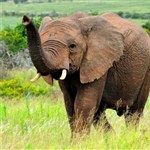 大象身怀“绝技”：或助人类抗癌