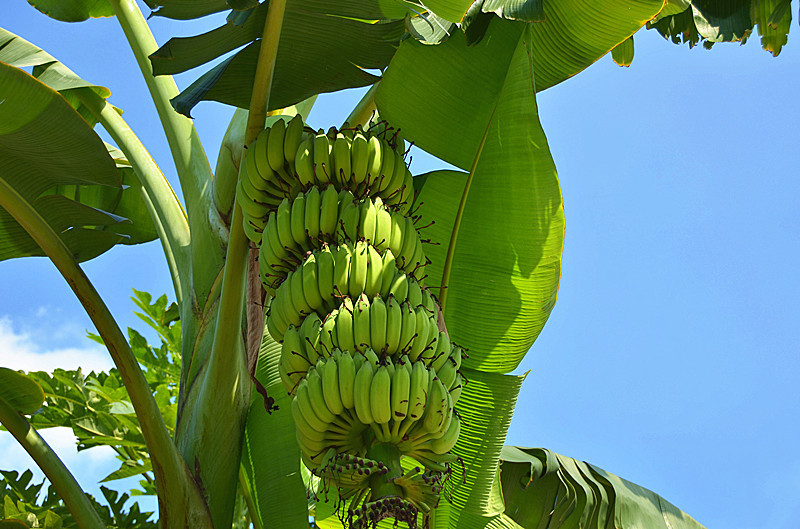 香蕉