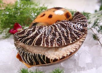 油螺的营养价值和清洗方法 食用油螺的注意事项及做法