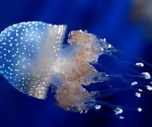水母能吃吗 怎么区分海蜇和水母