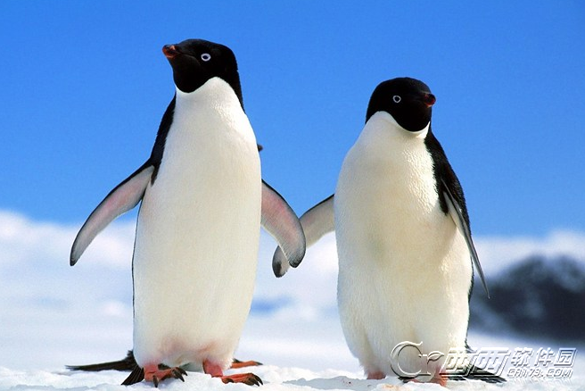 方舟:生存进化远古企鹅厉害吗 远古企鹅驯化方法属性一览